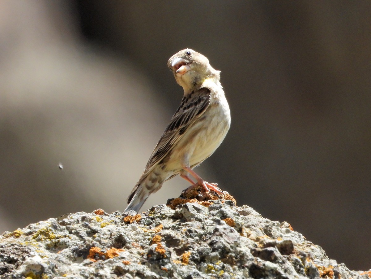 Rock Sparrow - ML620888412