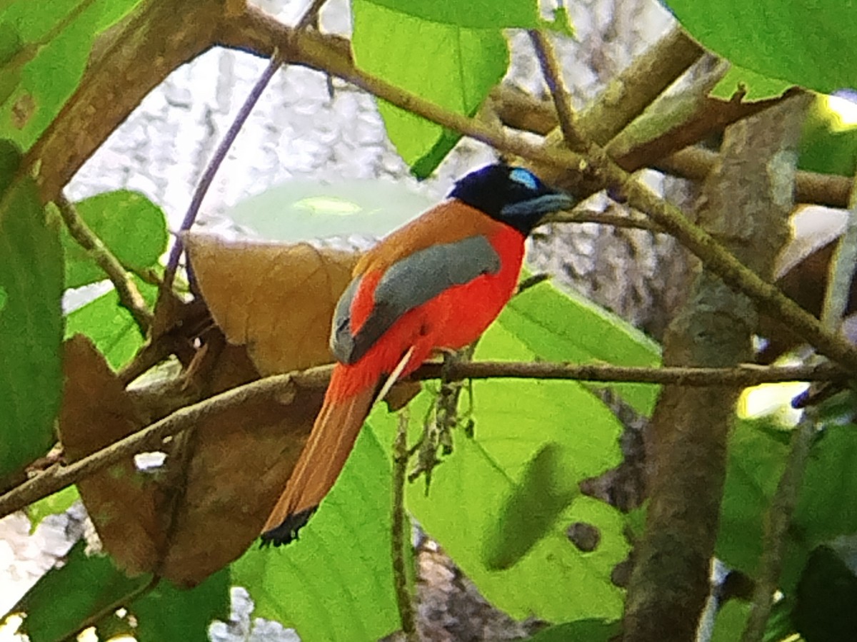 rødgumptrogon - ML620888422