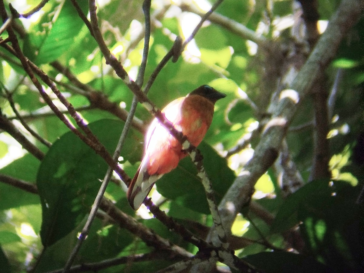 rødgumptrogon - ML620888423