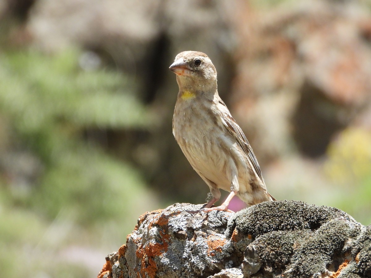 Rock Sparrow - ML620888426