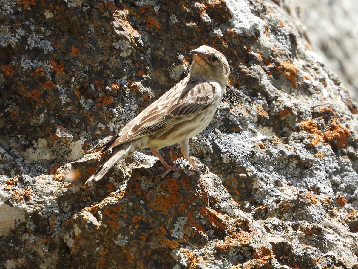 Rock Sparrow - ML620888427