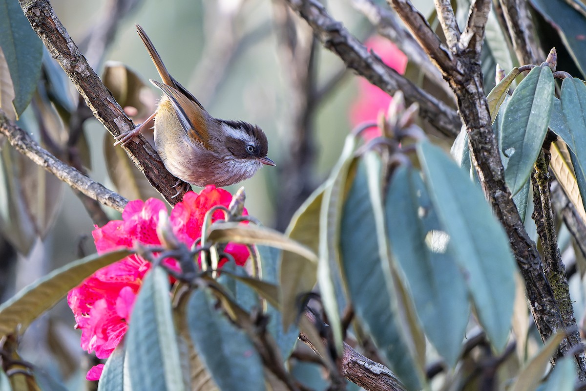 White-browed Fulvetta - ML620888428