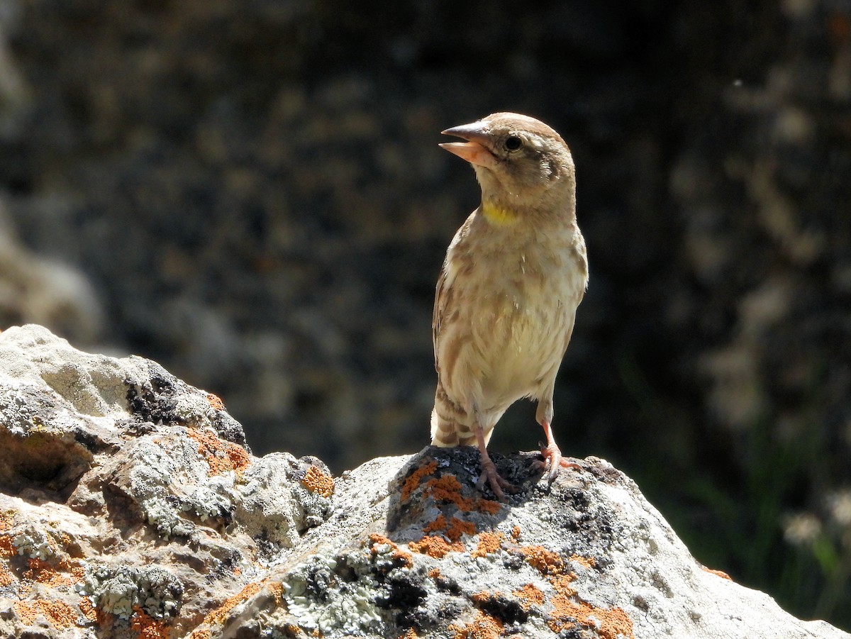 Rock Sparrow - ML620888429