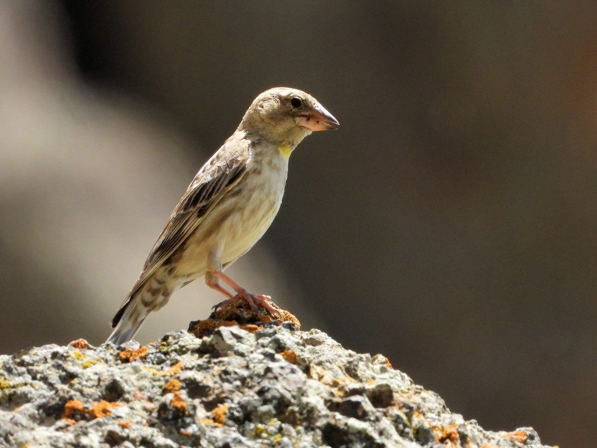 Rock Sparrow - ML620888430