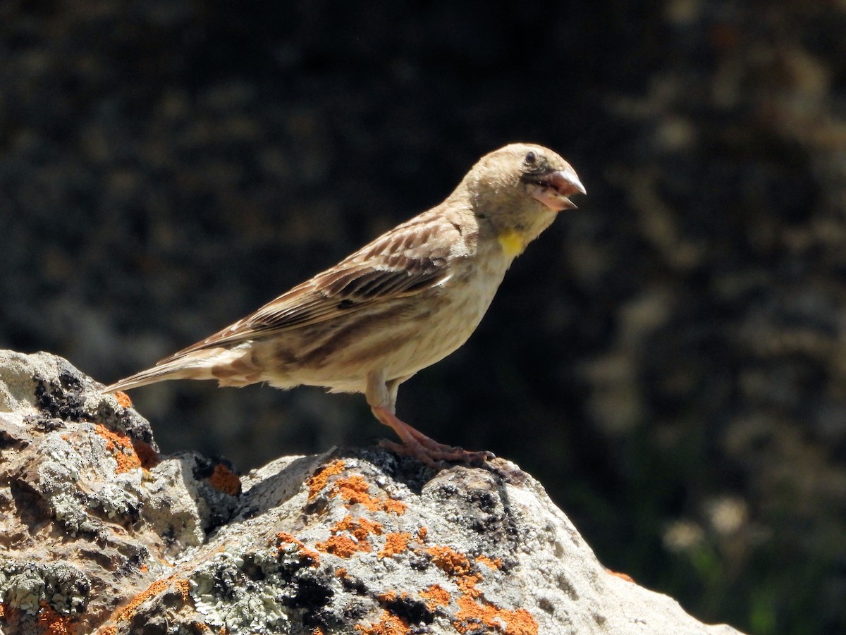 Rock Sparrow - ML620888431