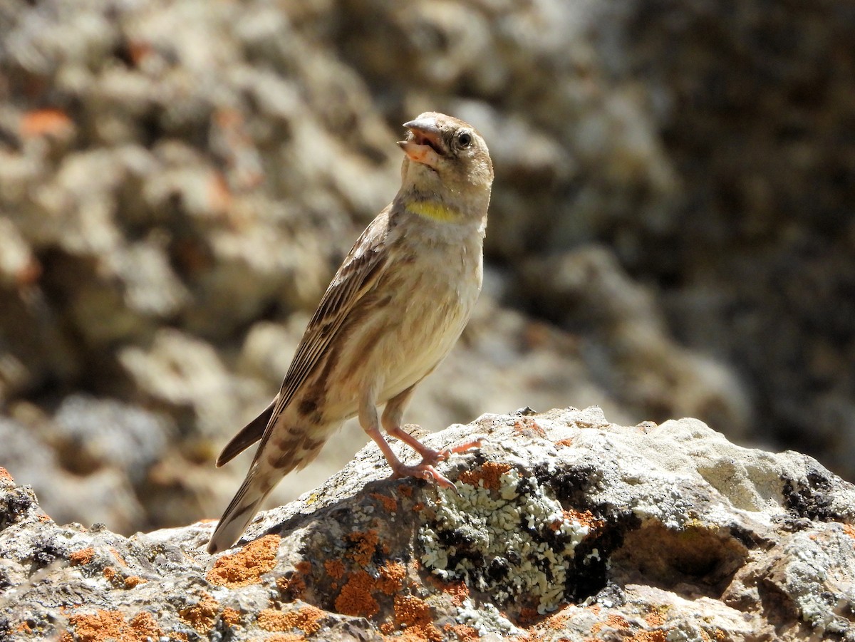 Rock Sparrow - ML620888432