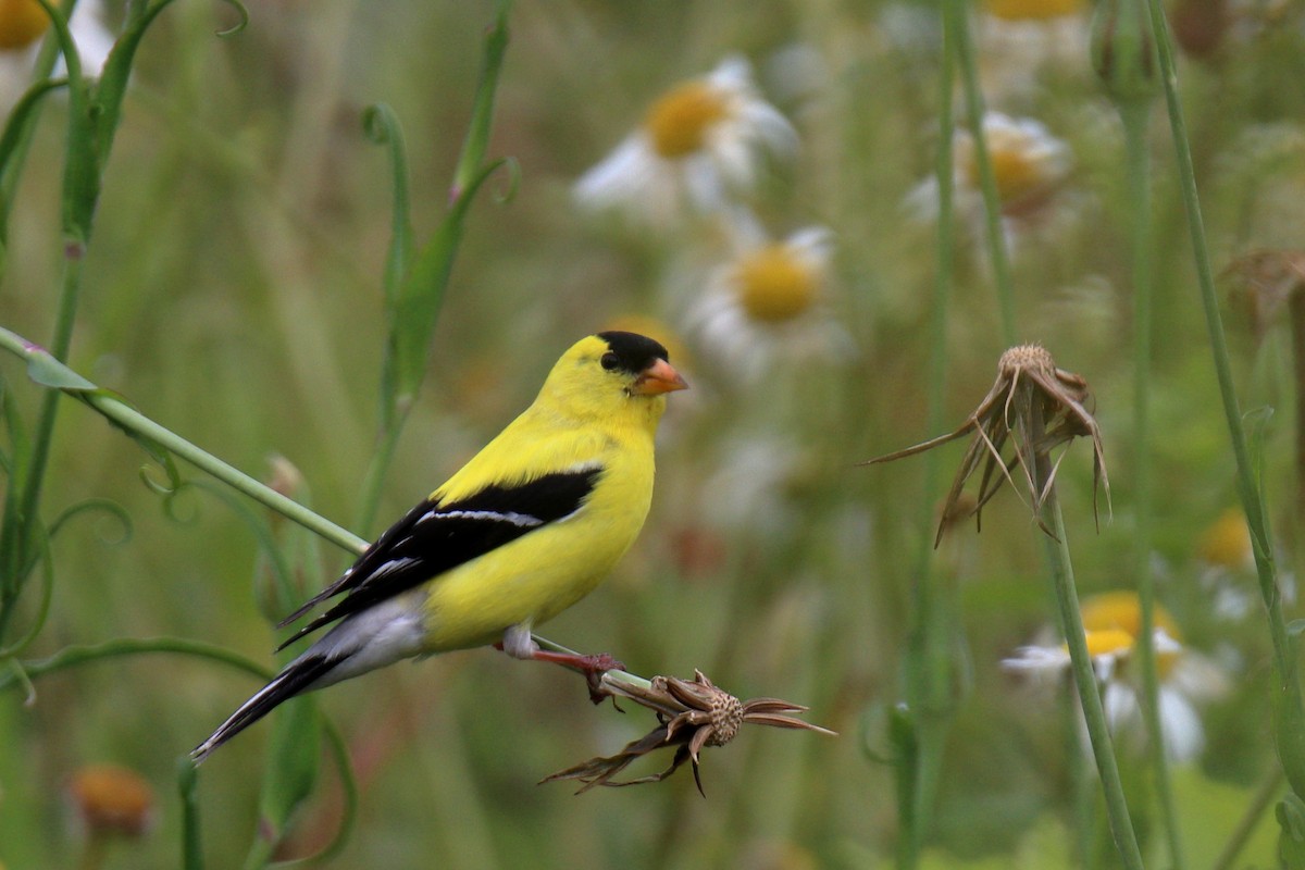 American Goldfinch - claude boucher