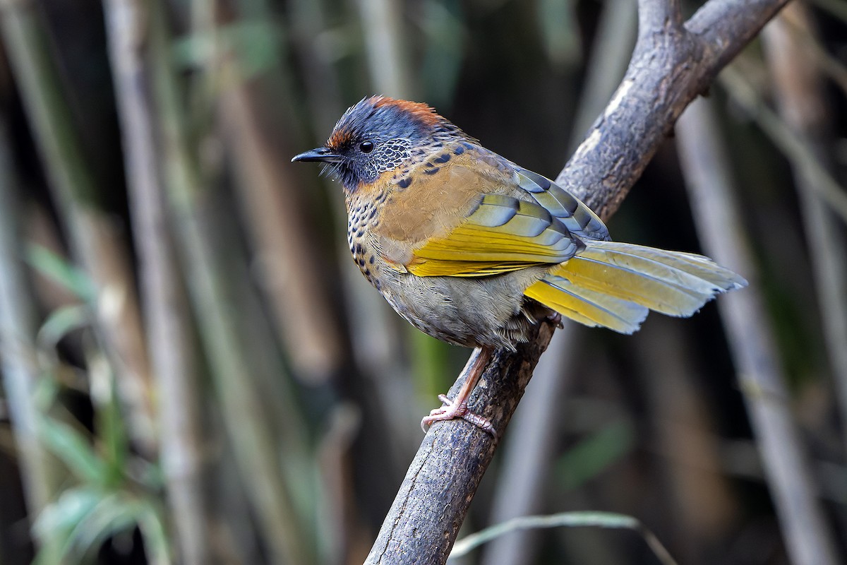 Chestnut-crowned Laughingthrush - ML620888434