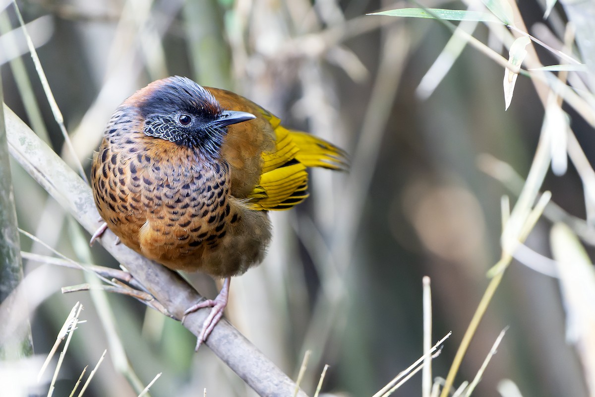 Chestnut-crowned Laughingthrush - ML620888435