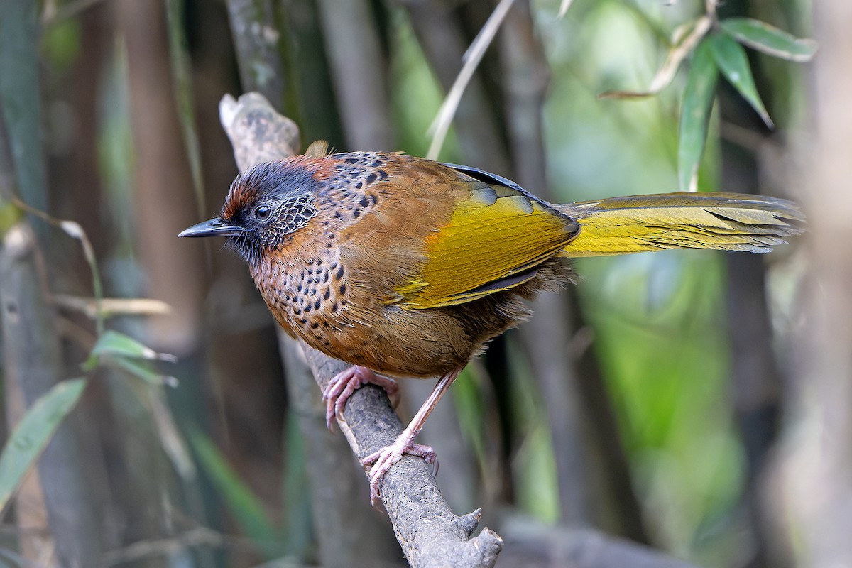 Chestnut-crowned Laughingthrush - ML620888436