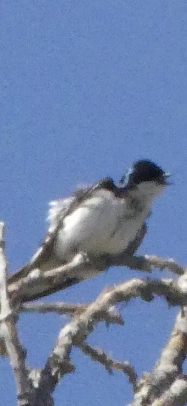 Tree Swallow - ML620888437