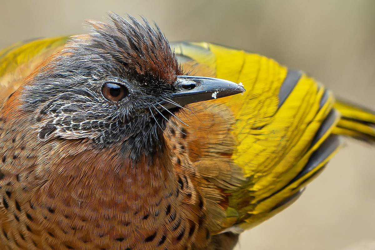 Chestnut-crowned Laughingthrush - ML620888439