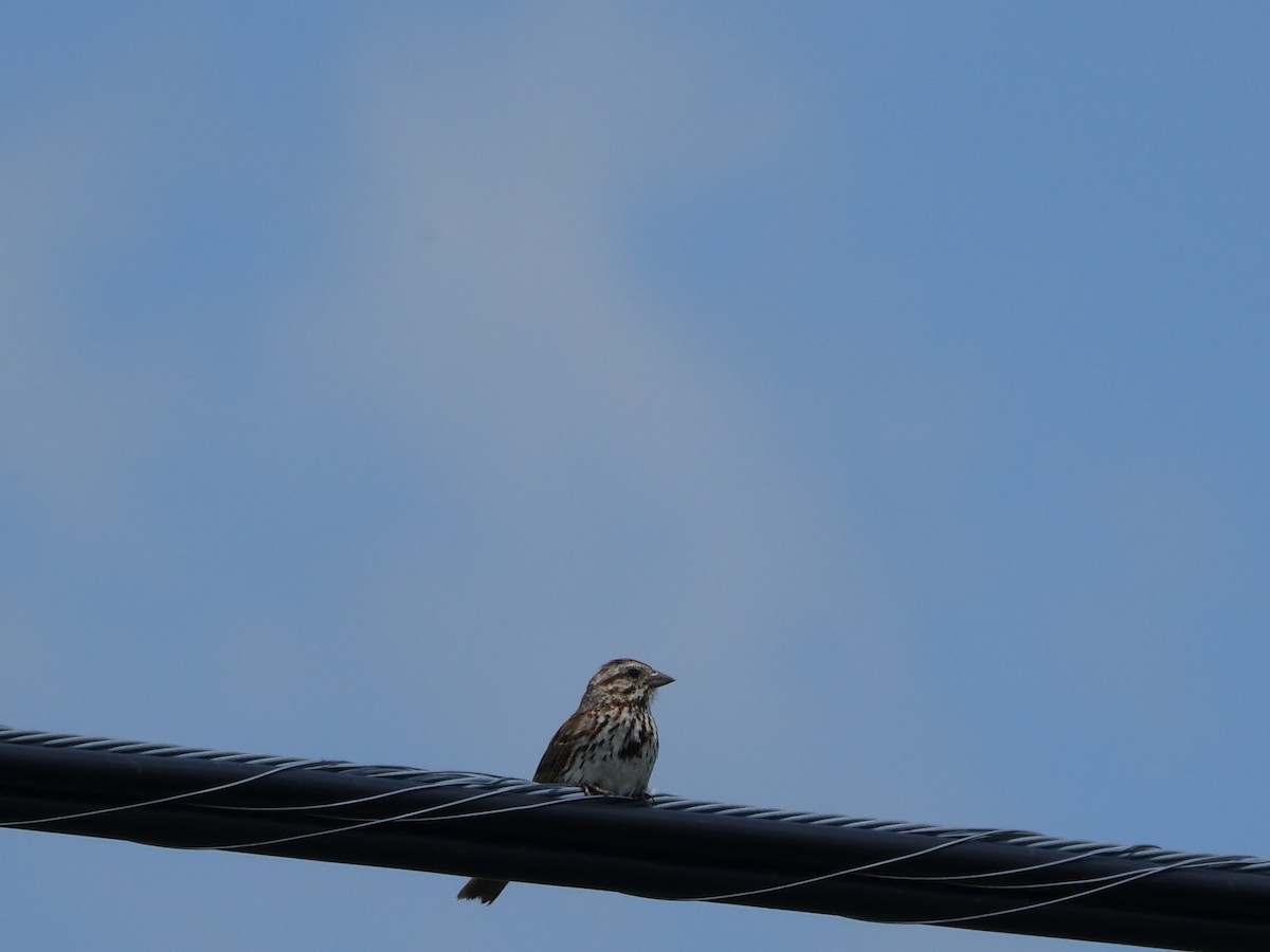 Song Sparrow - ML620888440