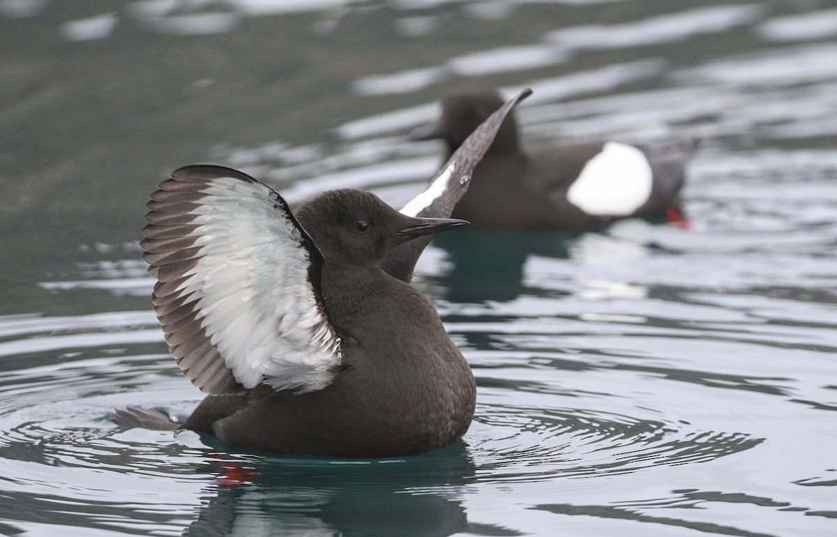 Black Guillemot - ML620888442