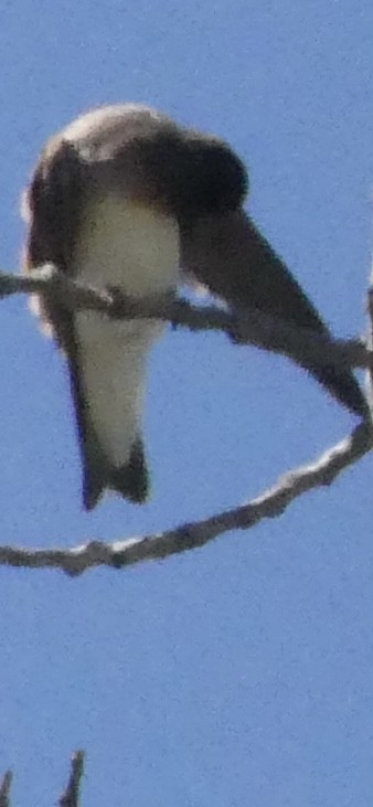 Northern Rough-winged Swallow - Larry Koopa