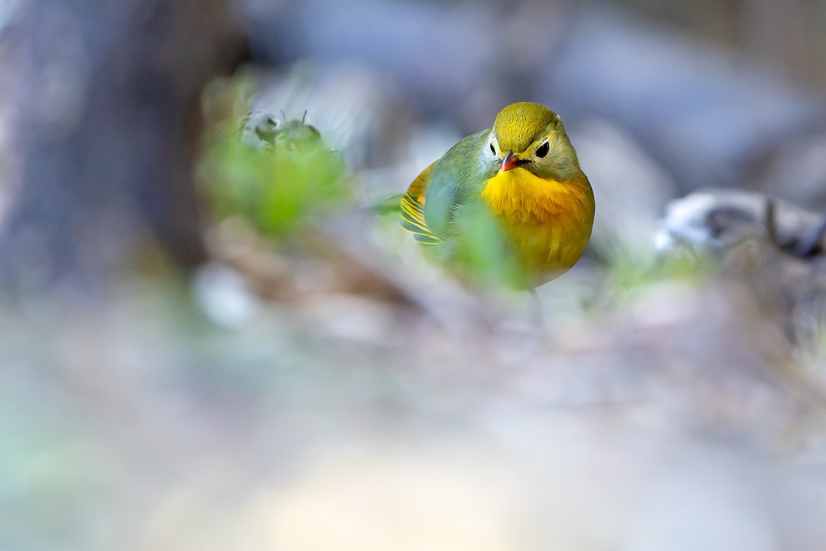 Red-billed Leiothrix - ML620888444