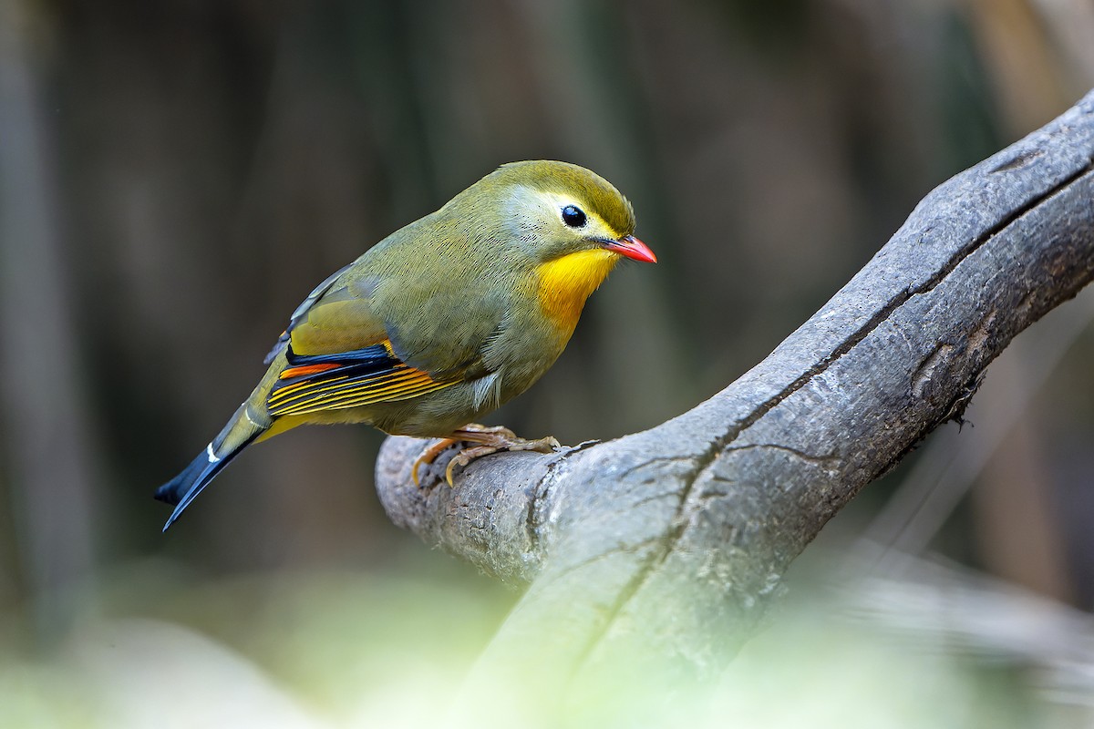 Red-billed Leiothrix - ML620888446