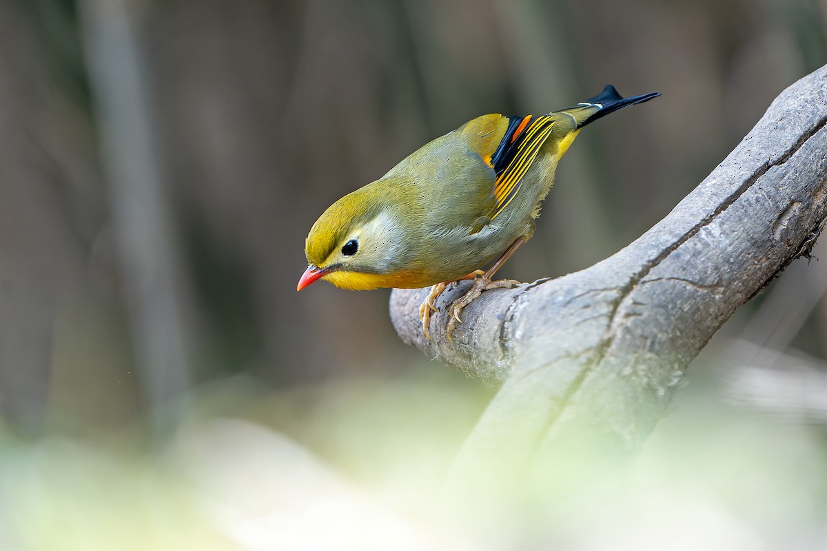 Red-billed Leiothrix - ML620888447