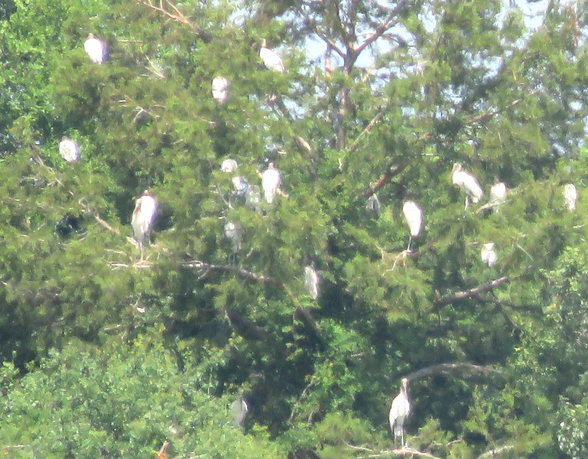 Wood Stork - ML620888448