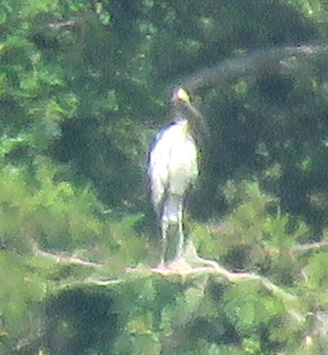 Wood Stork - ML620888456