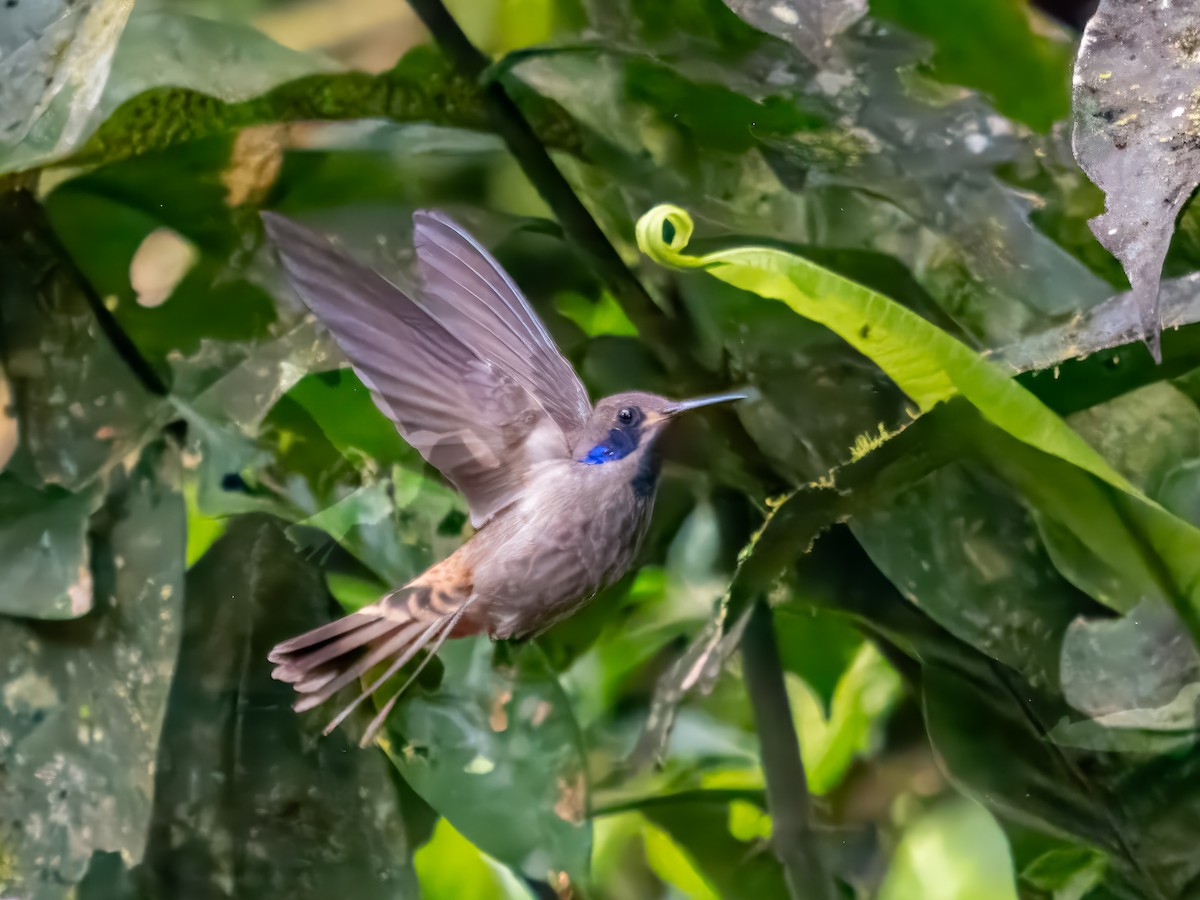 Brown Violetear - ML620888457