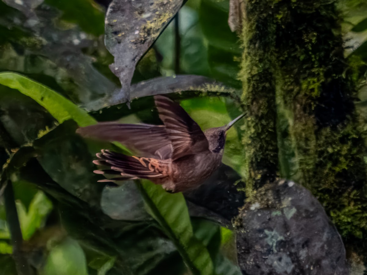 Brown Violetear - ML620888458