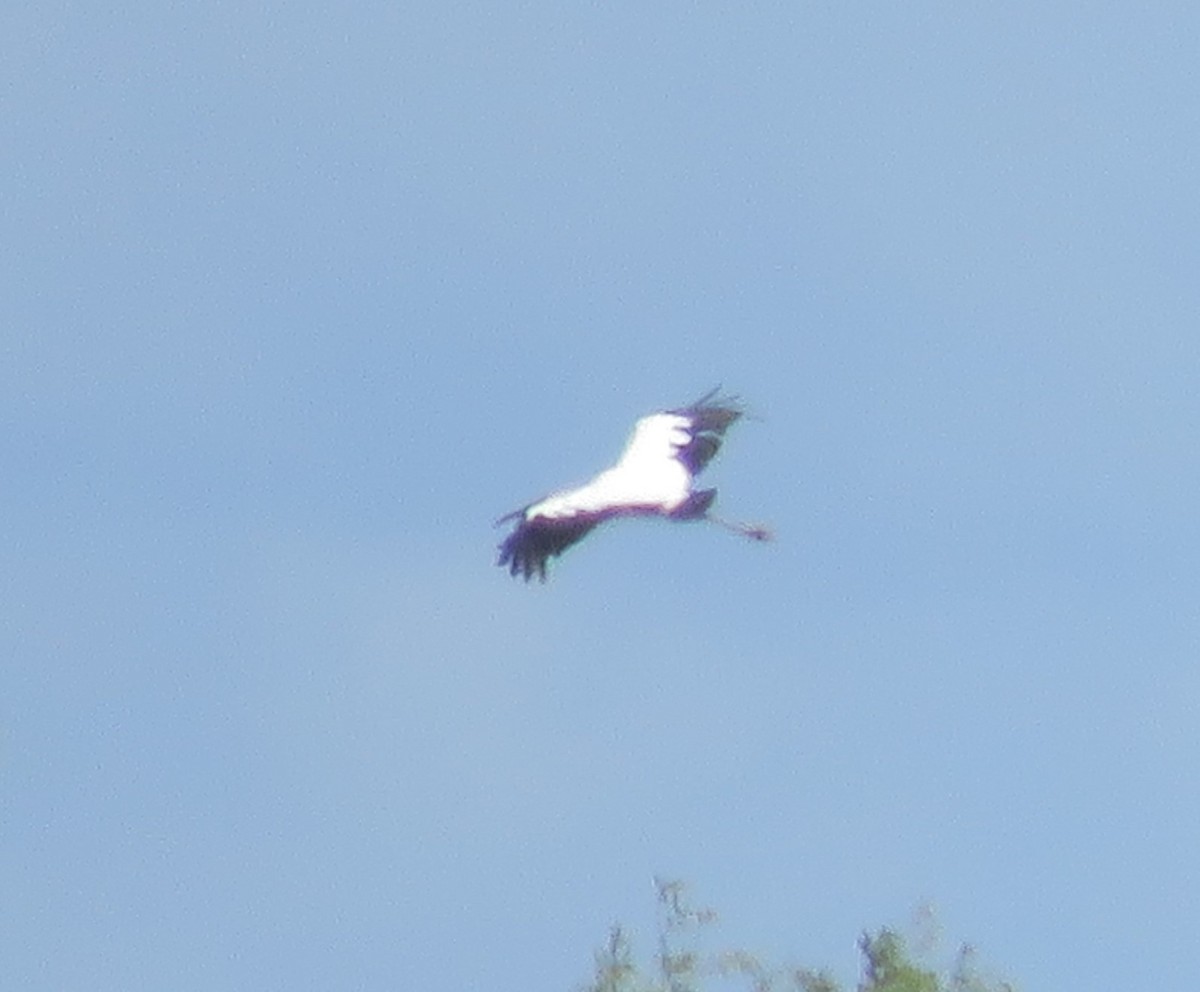 Wood Stork - ML620888460