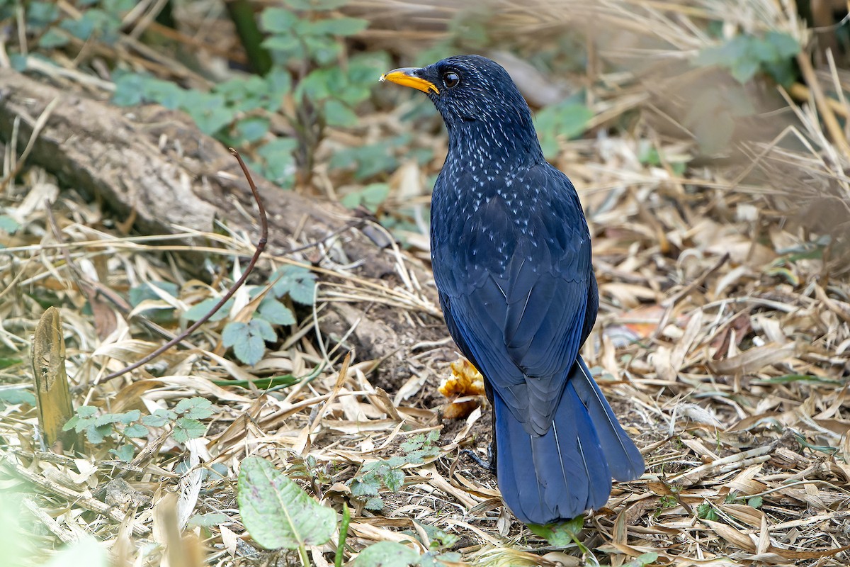 Blue Whistling-Thrush - ML620888473