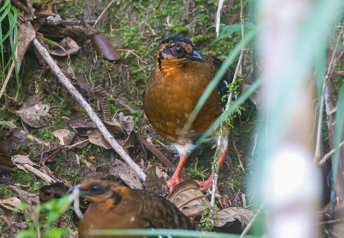 Red-breasted Partridge - ML620888477