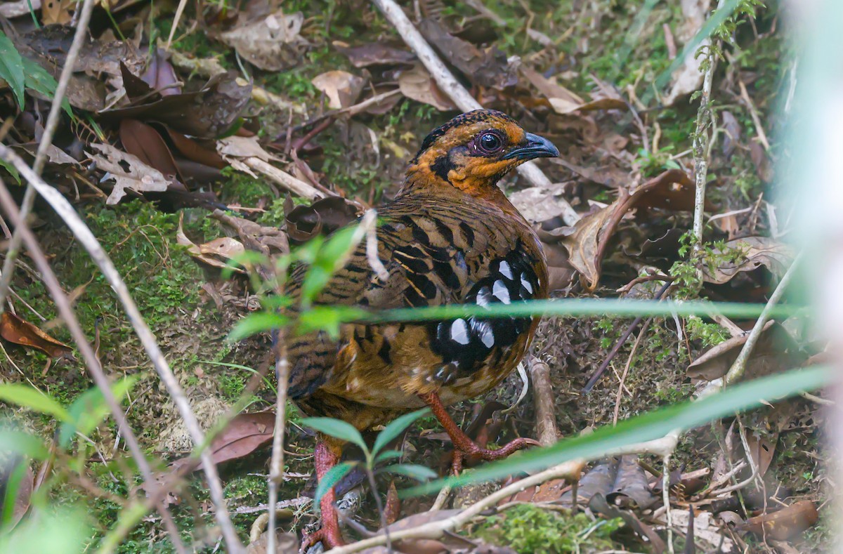 Red-breasted Partridge - ML620888478