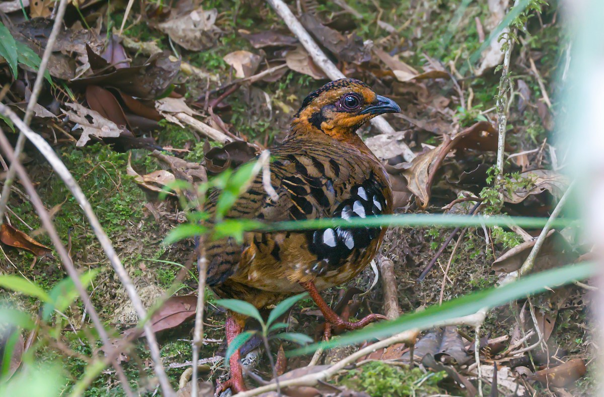 Red-breasted Partridge - Akshat K