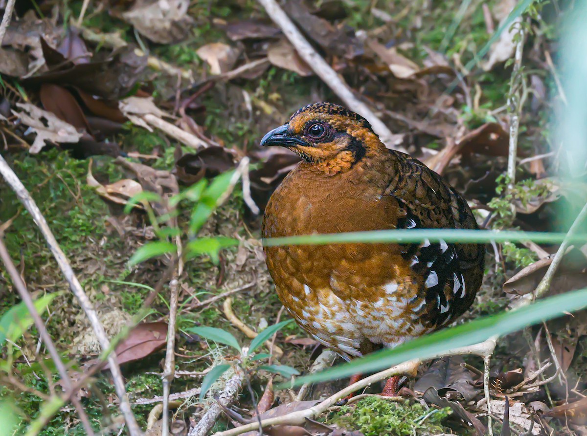 Red-breasted Partridge - ML620888479