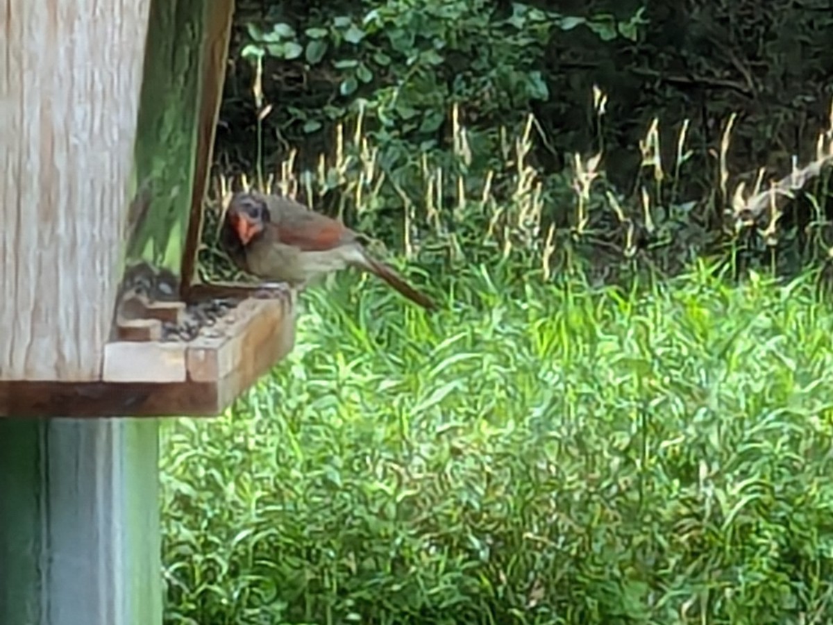 Northern Cardinal - ML620888482