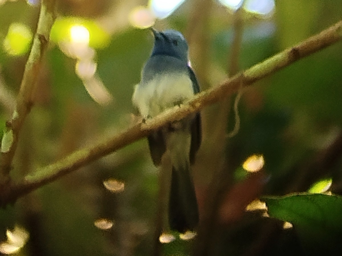 Black-naped Monarch - ML620888484