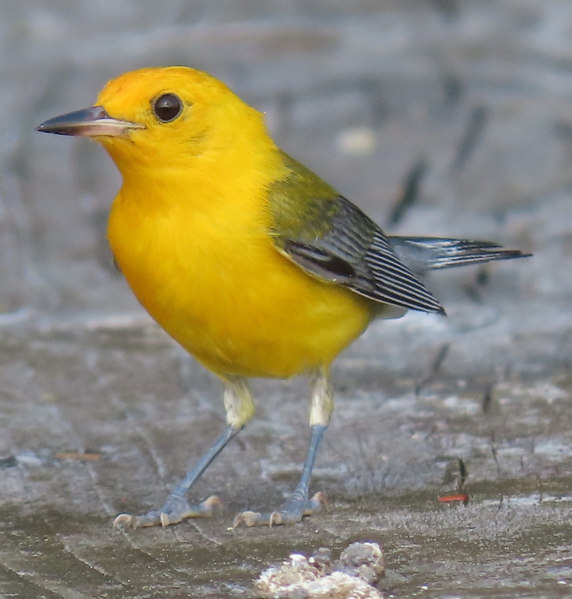 Prothonotary Warbler - ML620888498
