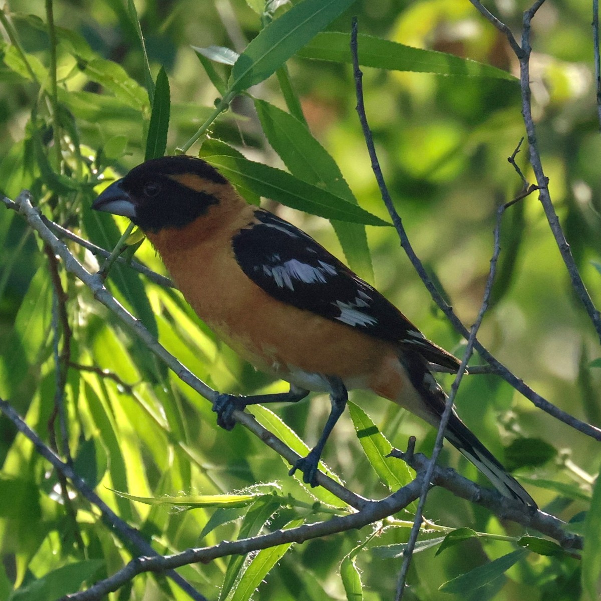 Hooded Grosbeak - ML620888501