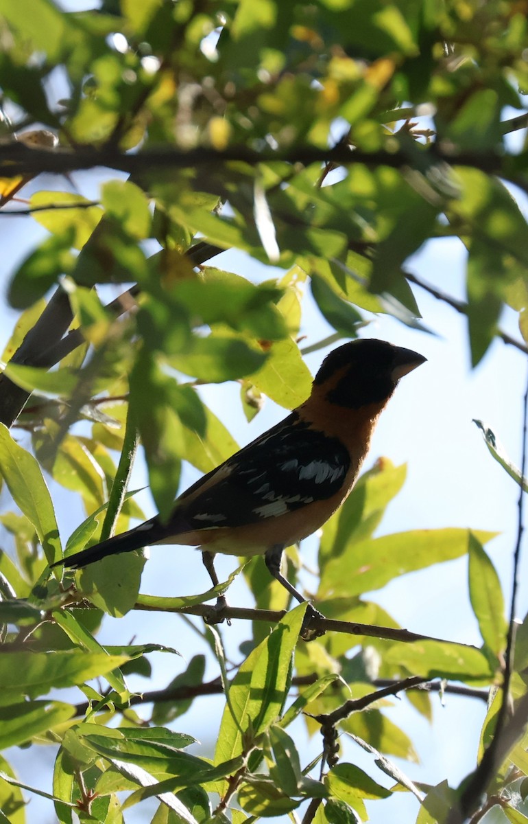 Hooded Grosbeak - ML620888502