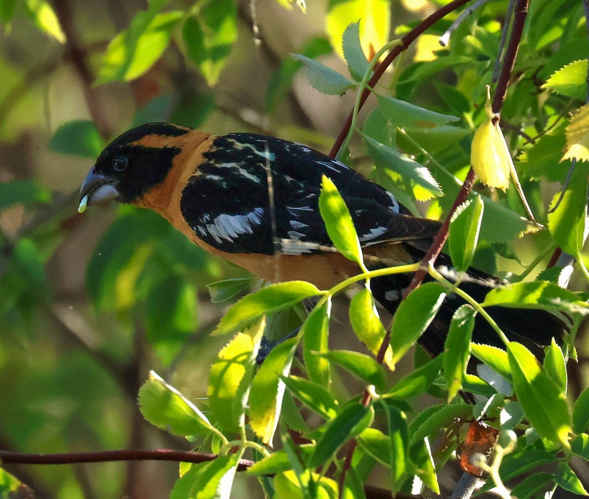 Hooded Grosbeak - Mark Robertson