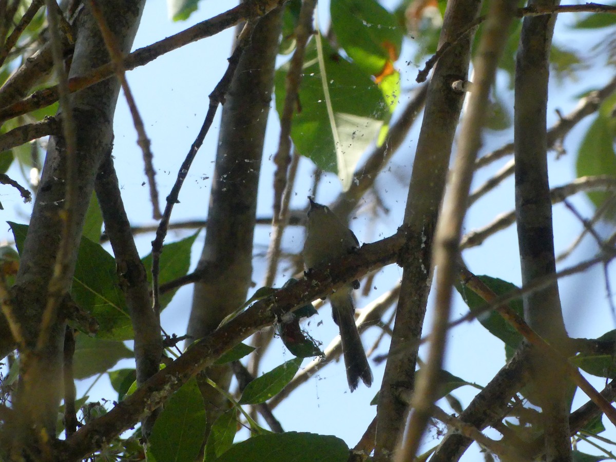 Bushtit - ML620888504