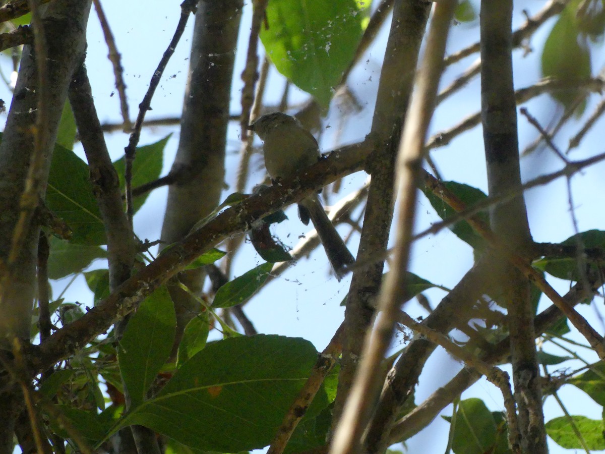 Bushtit - Larry Koopa