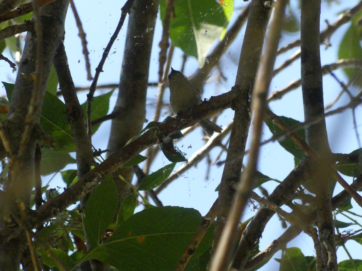 Bushtit - ML620888506