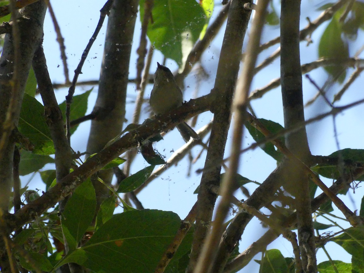 Bushtit - ML620888507