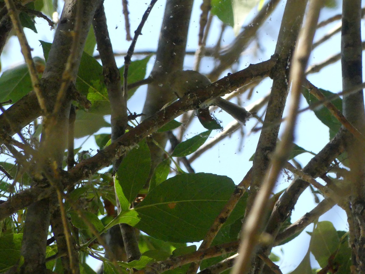 Bushtit - ML620888513