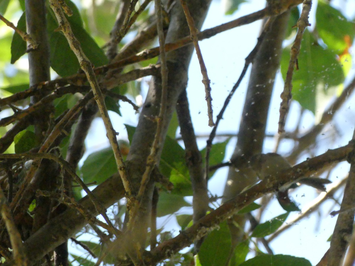 Bushtit - ML620888522