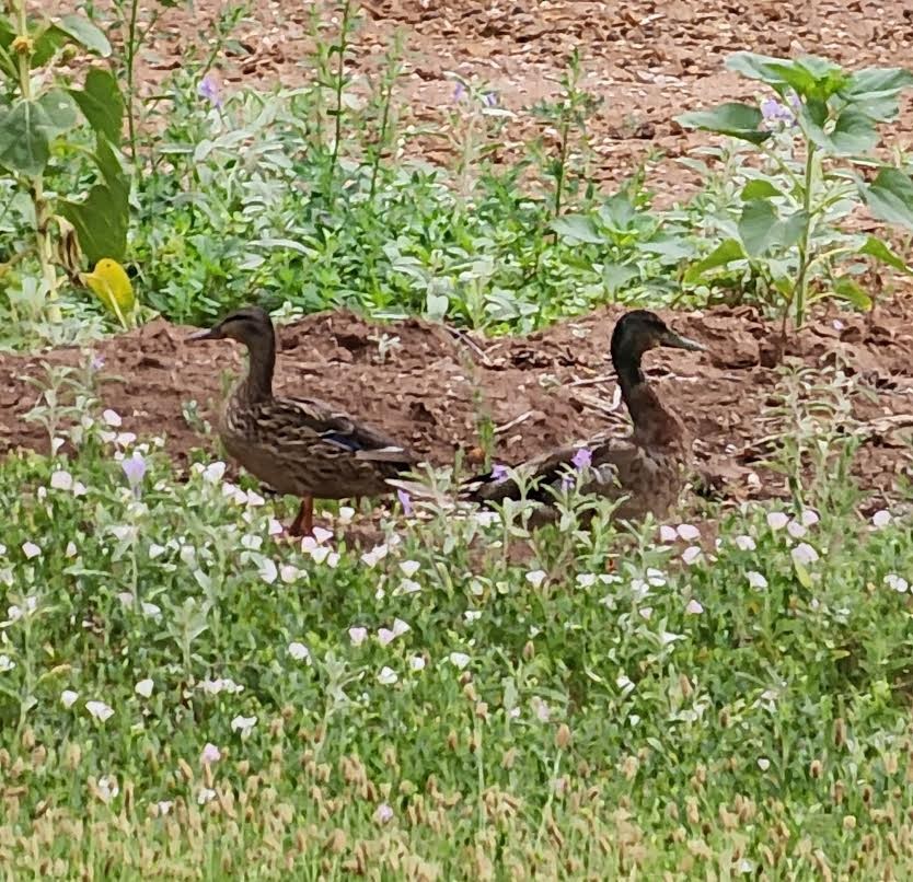 Canard colvert - ML620888531