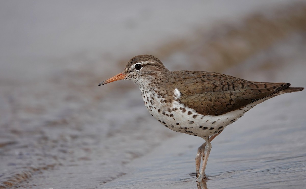 Spotted Sandpiper - ML620888535