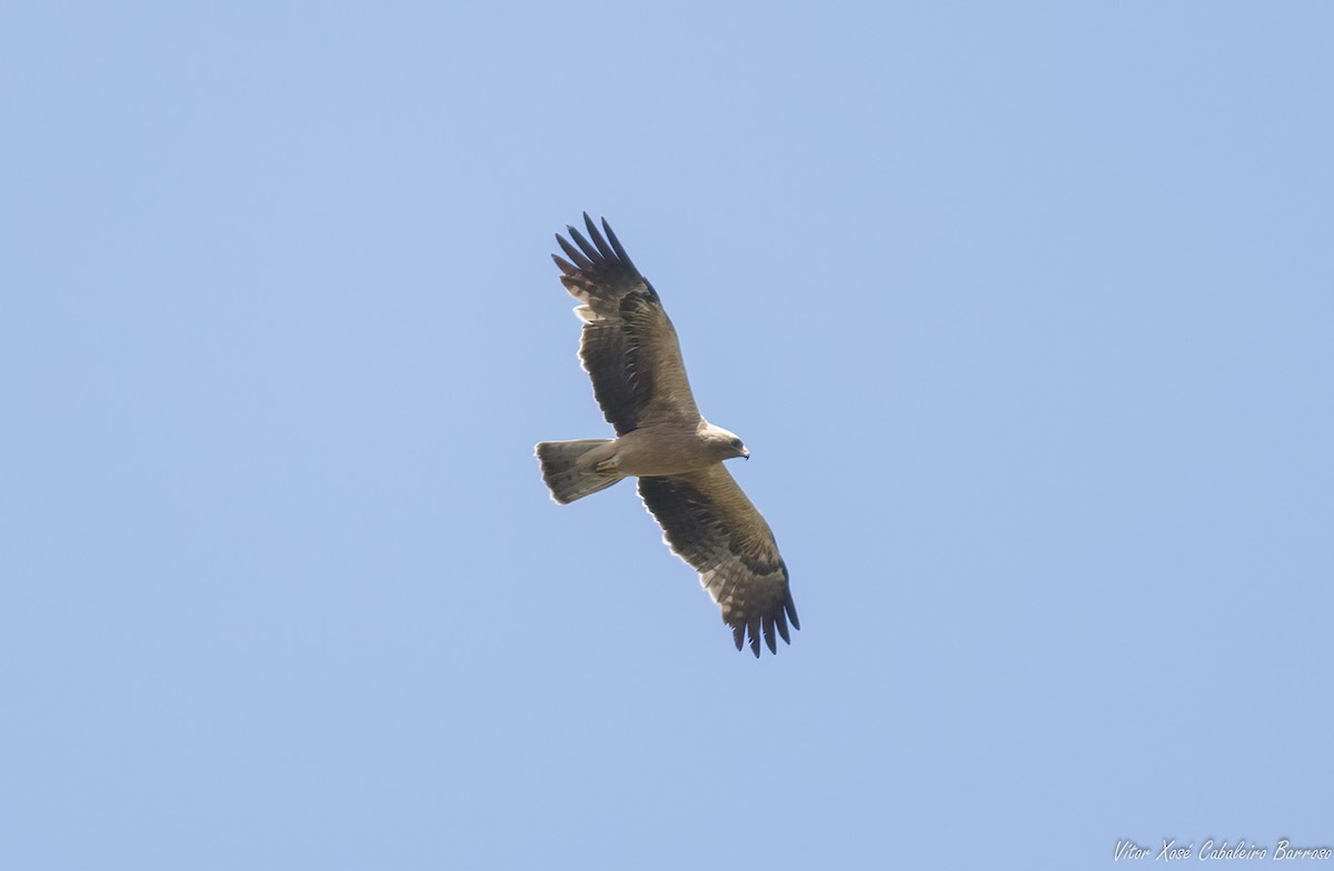 Booted Eagle - ML620888536