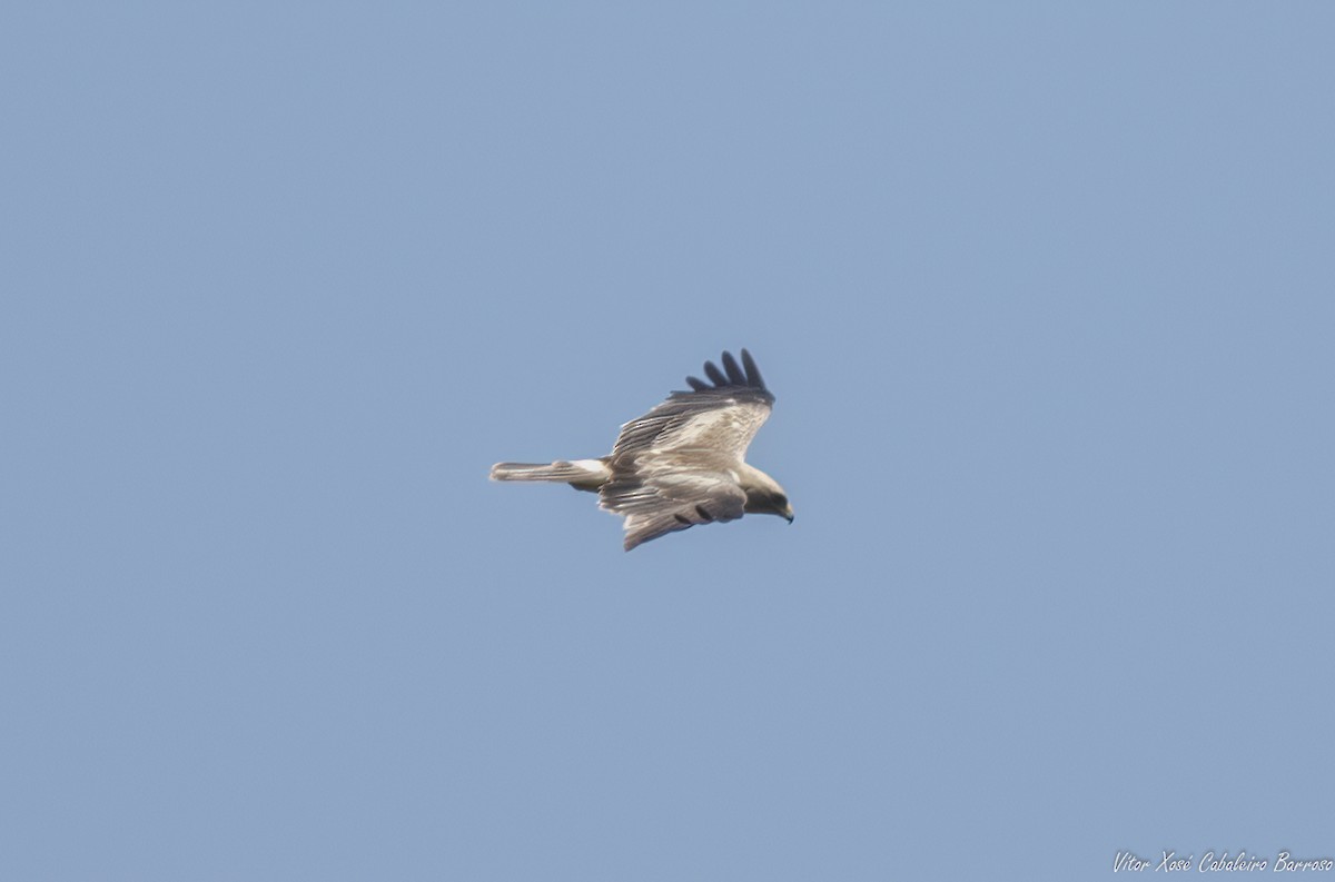 Águila Calzada - ML620888538