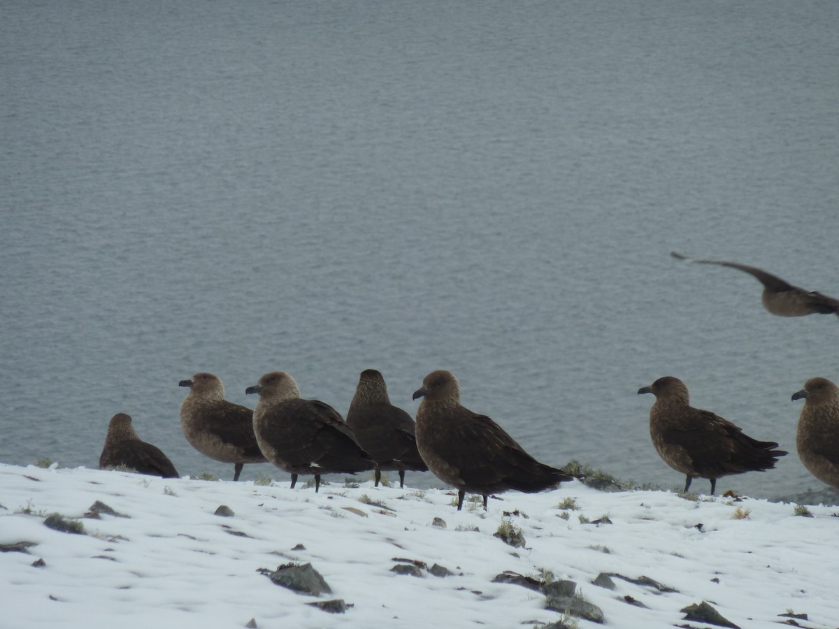 Brown Skua - ML620888540