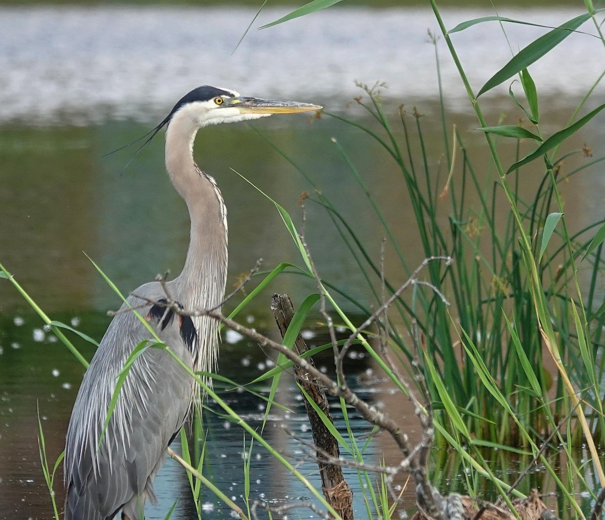 Great Blue Heron - Mike Burkoski